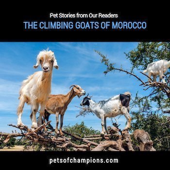 Climbing Goats of Morocco