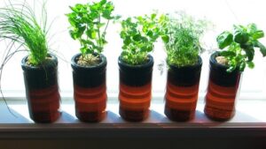 Grow Jar